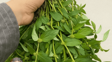 🥕 The Golden Sunrise Juice That Erases Inflammation in 7 Days, Supercharges Immunity Overnight, and Makes Your Skin Glow Like You’re 25 Again