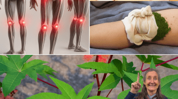 🌿 Oregano Unveiled: 18 Reasons This Humble Herb Is a Wellness Powerhouse