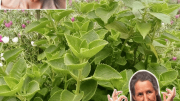 🌿 Discover the Hidden Power of the Miracle Leaf of Life: 11 Astonishing Benefits You Need to Know