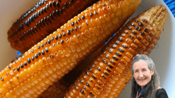 🌿 Oregano Unveiled: 18 Reasons This Humble Herb Is a Wellness Powerhouse