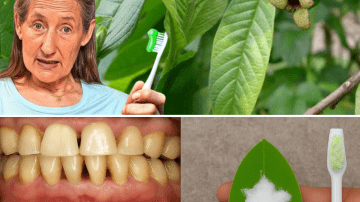 🌱 The “Sticky Weed” Secret: Why This Humble Garden Pest Is the Most Potent Detoxifier and Skin Healer You’re Ignoring