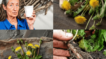 Unlock the Secrets of Taro: The Ancient Root That’s Hiding Superpowers on Your Plate