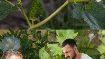 🚨 The Kitchen Secret That Silenced My Mother’s Chronic Leg Pain: Unlocking the Phenomenal Power of Garlic and Clove Oil