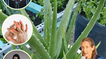 🌟 The Fertility Triumvirate: Guava Leaf, Aidan Fruit, and Okra—Nature’s Ancient Secret to Unlocking Ovulation