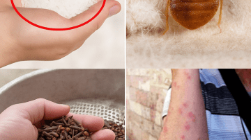 🌿 Discover the Hidden Power of the Miracle Leaf of Life: 11 Astonishing Benefits You Need to Know