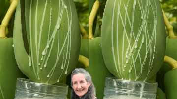 🌳 Unlock the Hidden Power of American Sweetgum: 7 Astonishing Health Benefits You Need to Know