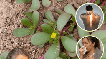 🌳 Unlock the Hidden Power of American Sweetgum: 7 Astonishing Health Benefits You Need to Know