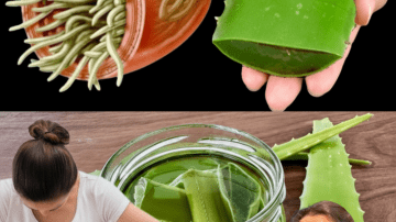 Discover Horse Chestnut: Nature’s Secret Weapon for Swollen Legs and Beyond 🌿