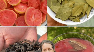 🌿 The Forbidden Weed Doctors Hate: How Euphorbia Hirta Silences Asthma, Heals Gut Chaos, and Mends Skin Overnight