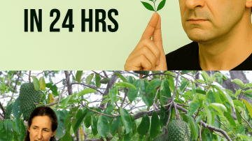 🍌 Banana, Garlic, and Date Elixir: The Surprising Superfood Blend Your Body Craves