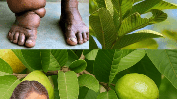 🌿 Sessile Joyweed: 30 Hidden Health Secrets of Nature’s Overlooked Gem