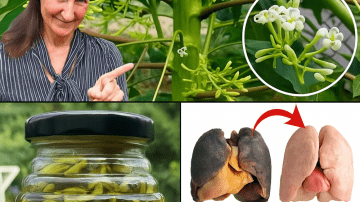 🌴 Nature’s Ultimate Elixir: Unlock the Power of Bitter Kola, Coconut Water, and Alligator Pepper