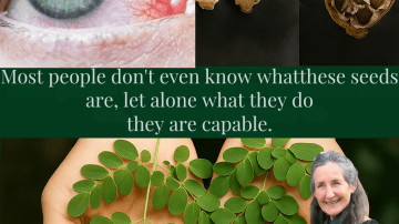 🌿 Unveiling the Purple Maguey Miracle: Transform Your Health with Nature’s Vibrant Secret