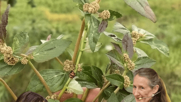 🌿 Discover the Hidden Power of the Miracle Leaf of Life: 11 Astonishing Benefits You Need to Know