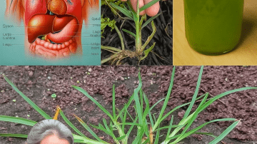 🌿 Oregano Unveiled: 18 Reasons This Humble Herb Is a Wellness Powerhouse