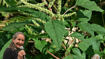 🌿 Oregano Unveiled: 18 Reasons This Humble Herb Is a Wellness Powerhouse