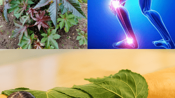 What If Two Tiny Kitchen Heroes Could Shield Your Heart, Supercharge Your Immunity, and Melt Away Inflammation Overnight?