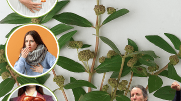 🔥 What If the Tiny Clove in Your Kitchen Could Silence a Screaming Earache in Minutes?