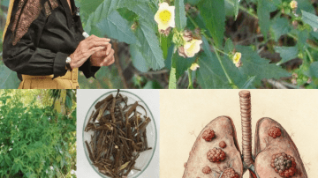 🌿 The Hidden Elixir: Why Dandelion Is Nature’s Unsung Superhero