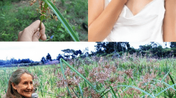 🌿 Can Salt Really Banish Bedbugs from Your Garden in Minutes? Uncover the Truth!