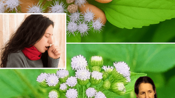 🌿 Unlock the Hidden Power of Castor Leaves: 15 Life-Changing Benefits for Men and Women Over 30