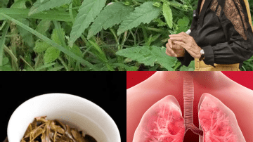 🥑 STOP! You’re Throwing Away a Superfood: 20 Mind-Blowing Secrets of the Avocado Pit You Need to Know Now