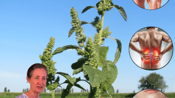 🌱 The “Sticky Weed” Secret: Why This Humble Garden Pest Is the Most Potent Detoxifier and Skin Healer You’re Ignoring