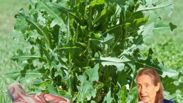 🔥 Unlock the Secret: Flush Pounds of Trapped Waste Overnight and Reveal a Flatter Belly by Morning!