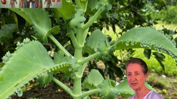 🌿 The Hidden Elixir: Why Dandelion Is Nature’s Unsung Superhero