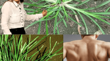 🤫 The Secret Elixir: What Happens When You Drink Clove Water Every Morning? (The 8 Benefits They Don’t Tell You About)