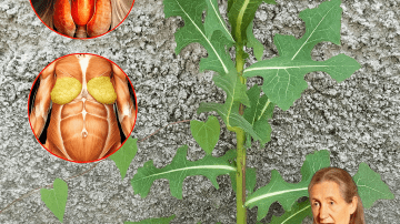 🍃 THE ANCIENT SECRET TO DE-BLOAT: GUAVA LEAVES FOR BONE, JOINT, AND WATER RETENTION RELIEF