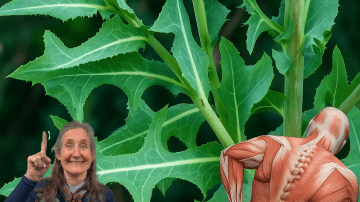 🌿 Unlock the Hidden Power of Castor Leaves: 15 Life-Changing Benefits for Men and Women Over 30