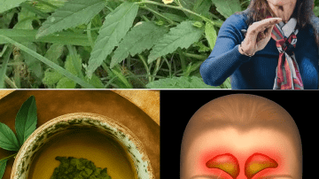🥇 Forget Gold Mines: Why ONE Leaf of This Humble Plant is the Real Treasure for Your Aging Heart and Joints